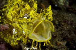 Yellow Rhinopia by Kf Chin 
